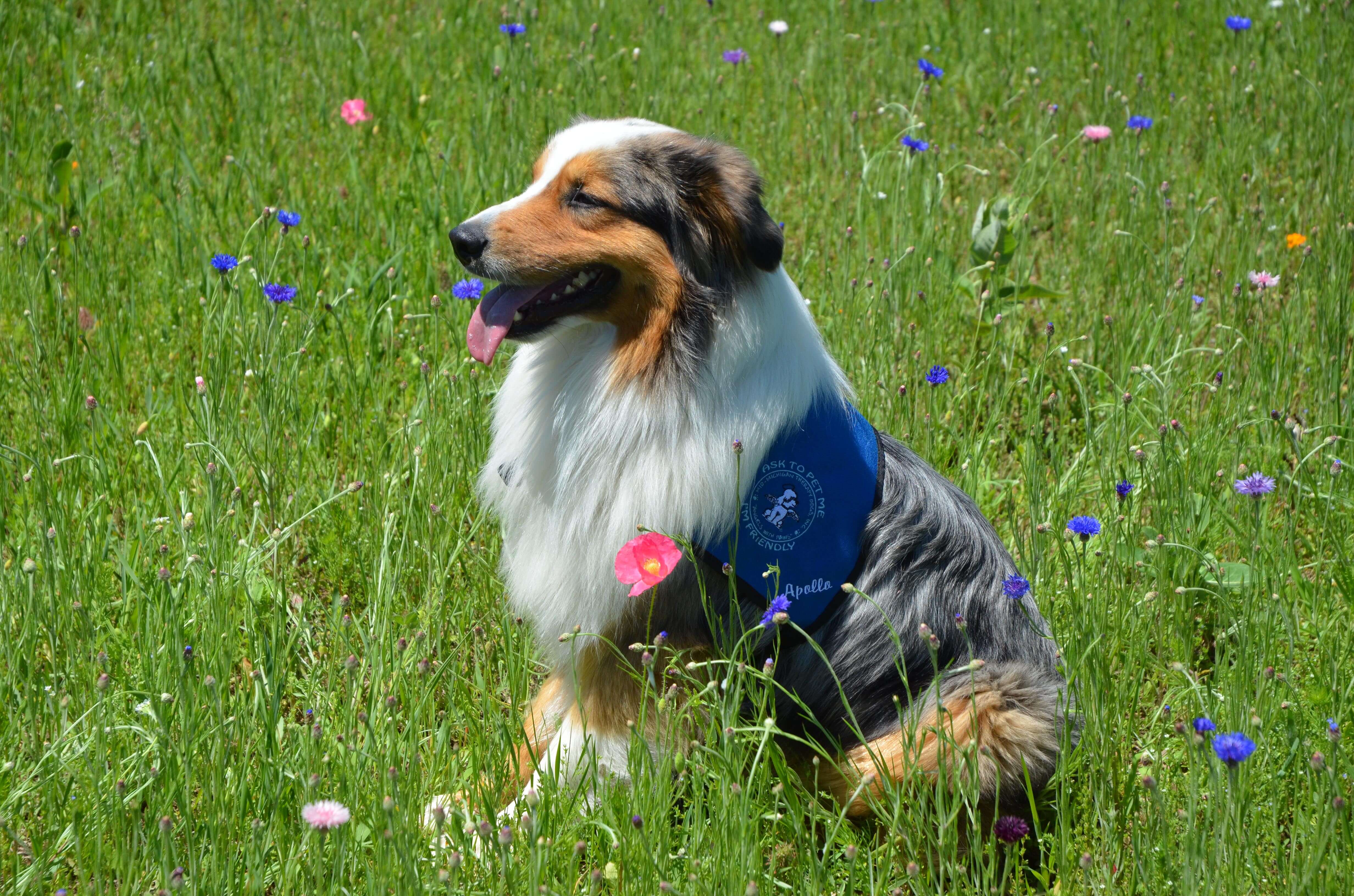 Apollo therapy dog